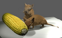 Bild "Arbeiten:mice_04_tn.jpg"