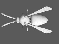 Bild "Arbeiten:wespe_06_tn.jpg"