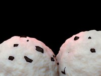 Bild "Arbeiten:wespe_14_tn.jpg"